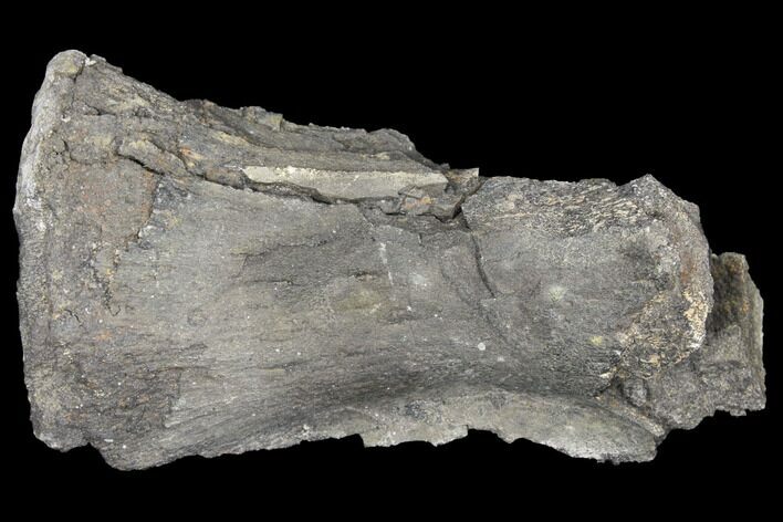 Sauropod Vertebra Section - Morrison Formation #120310